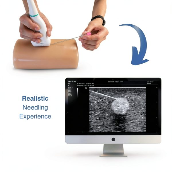 Thyroid Ultrasound Phantom (Thyroid Phantom with Vessels)-5